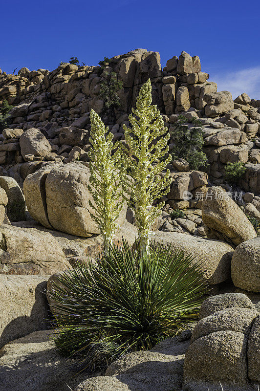 Nolina parryi, Parry Nolina，在加州约书亚树国家公园被发现。Asparagaceae。